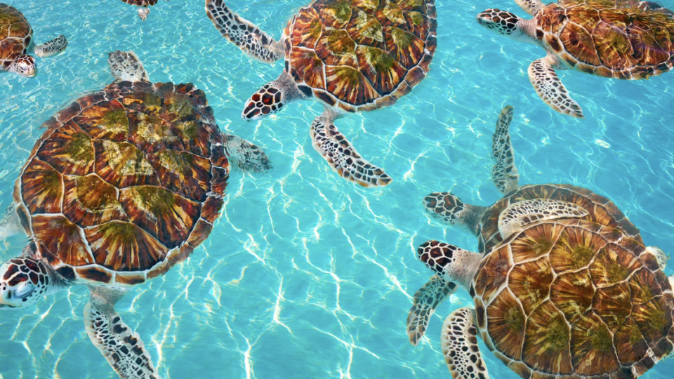 Riviera Maya com Tudo Inclu&iacute;do!